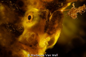 Up close with frogfish by Marteyne Van Well 